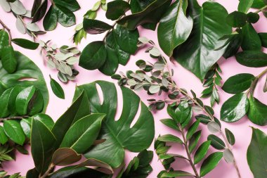 Pembe arka planda tropikal yeşil yapraklardan oluşan yaratıcı bir düzen. Düz yatıyordu. Üst Manzara. Yaz ya da bahar doğa konsepti. Reklam kartı ya da davetiye için boş. Model