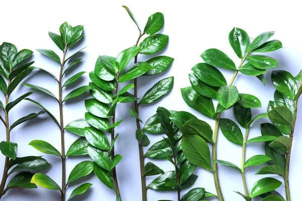 Folhas verdes de Zamioculcas zamiifolia no fundo branco. Vista superior. Espaço para cópia. Textura de folhas verdes — Fotografia de Stock