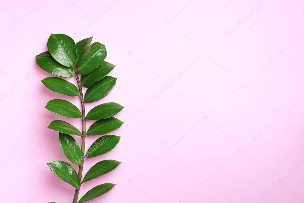 Green leaves of Zamioculcas zamiifolia on pink background. Top view. Copy space. Creative layout made of tropical green leaves