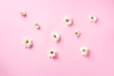 Papatya deseni. Üst te. Düz yatıyordu. Pembe arka plan üzerinde beyaz papatya çiçeklerçiçek desen. Yaz konsepti