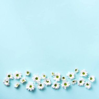 Daisy deseni. Üst Manzara. Düz yatıyordu. Mavi arka planda beyaz papatya çiçeği deseni. Yaz konsepti