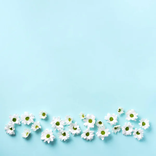 Daisy pattern. Top view. Flat lay. Floral pattern of white chamomile flowers on blue background. Summer concept