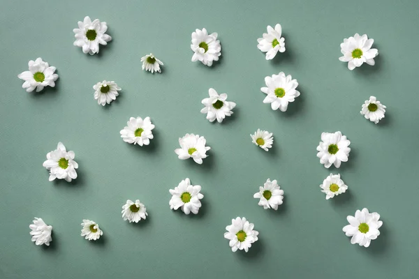 Daisy pattern. Top view. Flat lay. Floral pattern of white chamomile flowers on green background. Summer concept