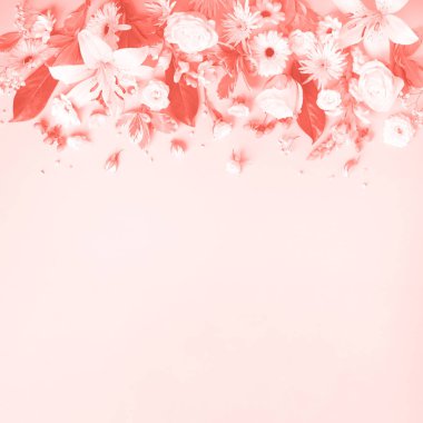 Moda mercan rengi arka planda, fotokopi alanı olan pembe çiçeklerin bahar bileşimi. Yaratıcı düzen. Düz yatıyordu. Üst Manzara. Yaz asgari kavramı.