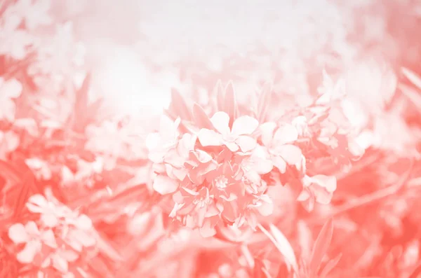 Blooming pink oleander flowers or nerium in garden. Selective focus. Copy space. Blossom spring, exotic summer in trendy coral color — Stock Photo, Image