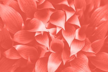 Yeşil yaprak dokusu. Moda mercan rengi arka planda tropikal yaprak. Pankart. Üst görünüm