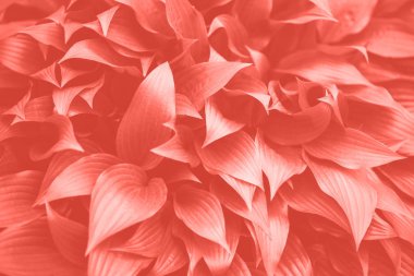 Yeşil yaprak dokusu. Moda mercan rengi arka planda tropikal yaprak. Pankart. Üst görünüm