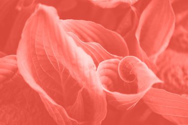 Doğa konsepti. Üst Manzara. Yeşil yaprak dokusu. Moda mercan renginde tropik yaprak arkaplanı.