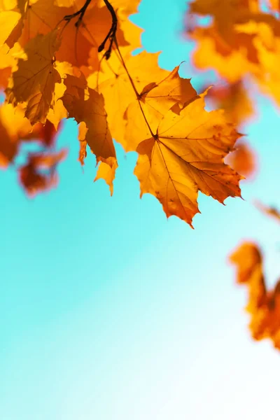 Conceito de outono dourado com espaço de cópia. Dia ensolarado, tempo quente. Outono folhas amarelas no fundo azul céu. — Fotografia de Stock