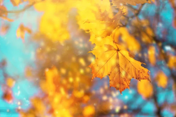 Outono folhas amarelas no fundo do céu azul. Conceito de outono dourado. Dia ensolarado, tempo quente. — Fotografia de Stock