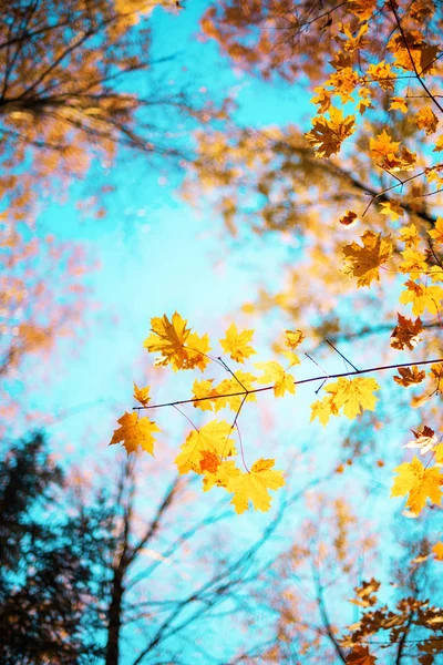 Goldener Herbst mit Kopierraum. Sonniger Tag, warmes Wetter. Herbst gelbe Blätter auf blauem Himmel Hintergrund. — Stockfoto
