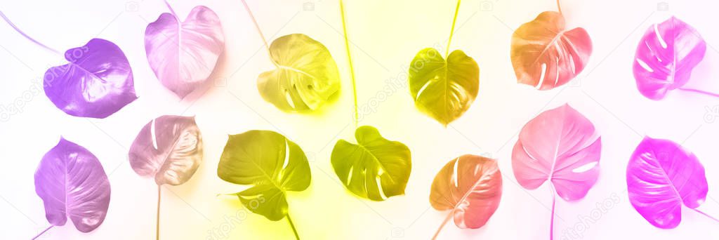 Pattern of tropical monstera leaves on trendy rainbow gradient background. Flat lay. Top view. Pop art design, creative and exotic summer concept. Minimal style. Banner in neon colors