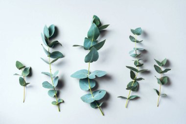 Pastel yeşil arka planda okaliptüs dalları. Düz yatış, üst görünüm