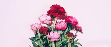 Pastel arka planda sert gölgesi olan güzel pembe şakayık çiçekleri, kopyalama alanı. Moda, yaz konsepti. Üst görünüm.
