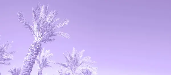 Тропические пальмы над модным фиолетовым небом. Концепция лета и путешествий. Отдых. Текстура пальмовых листьев и ветвей с копировальным пространством. Баннер . — стоковое фото