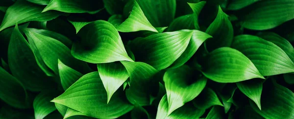 Yeşil yaprak dokusu. Tropik yaprak arka planı. Pankart. Üst görünüm — Stok fotoğraf