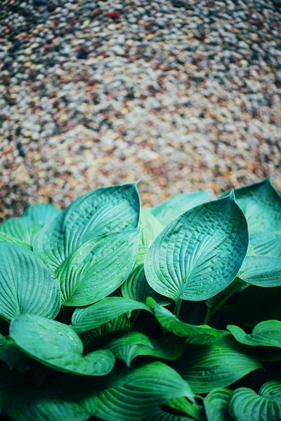 Naturliga gröna blad bakgrund. Tropisk bladstruktur. Naturbegrepp — Stockfoto