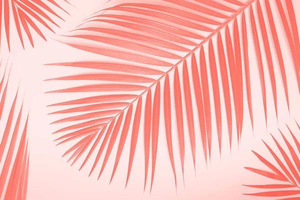 Тропические пальмовые листья на пастельном коралловом фоне. Минимальная летняя концепция. Творческая квартира лежала с копировальным пространством в трехцветном коралловом цвете — стоковое фото