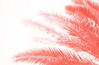 Tropik yeşil palmiye yaprakları ve son moda mercan renklerinde dallar. Güneşli bir gün, yaz konsepti. Palmiye ağaçlarının üzerinde güneş. Seyahat, tatil geçmişi.