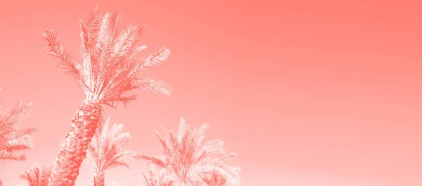 Palmeras tropicales sobre el cielo de color coral de moda. Concepto de verano y viajes. Fondo de vacaciones. Hojas de palma y ramas textura con espacio de copia. Banner . — Foto de Stock