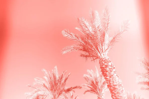 Пальмы с эффектом цветного поп-арта. Винтажное стилизованное фото с утечкой света. Летние пальмы над модным коралловым небом. Концепция отдыха и путешествий. Копирование пространства — стоковое фото