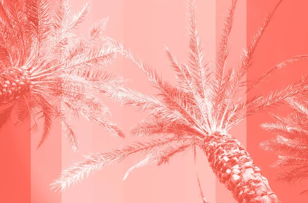 Trendy koraal kleur gekleurde palmbomen op lucht achtergrond. Fantastisch afgezwakte fotolamp lekt. Tropische, exotische vakantie. Creatief spandoek. Zomerreisconcept. — Stockfoto
