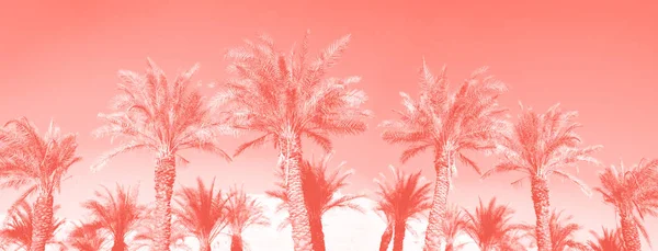 Palmeras tropicales sobre el cielo de color coral de moda. Concepto de verano y viajes. Fondo de vacaciones. Hojas de palma y ramas textura con espacio de copia. Banner . — Foto de Stock