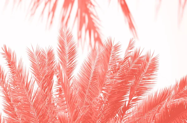 Тропические зеленые пальмовые листья и ветви на модный коралловый цвет. Солнечный день, летняя концепция. Солнце над пальмами. Путешествия, предыстория праздника . — стоковое фото
