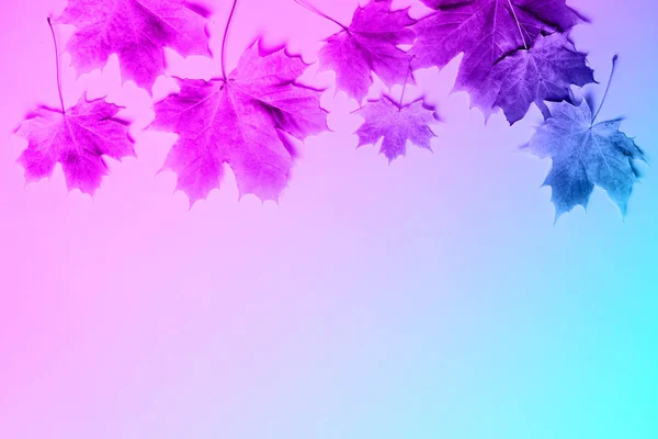 Πολύχρωμα φύλλα του φθινοπώρου σε φόντο νέον με χώρο αντιγραφής. Ζεστή φθινοπωρινή διάθεση. Εποχή και καιρικές συνθήκες — Φωτογραφία Αρχείου