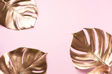 Pembe arka planda kopyalanmış altın tropikal canavar yaprağı. Üst Manzara. Düz yatıyordu. Yaratıcı düzen. Minimum stilde egzotik yaz konsepti