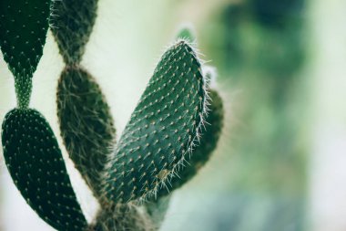 Yeşil kaktüs arka planı. Sulu yeşil bitki. Asgari yaşam tarzı konsepti. Moda iç afişi