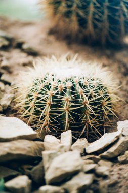 Yeşil kaktüs arka planı. Sulu yeşil bitki. Asgari yaşam tarzı konsepti. Moda iç afişi