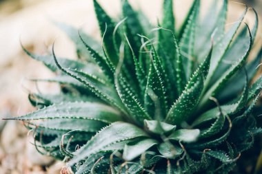 Yeşil aloe vera bitkileri. Tropikal aloe. Kozmetik malzemeleri için doğa bahçesi. Cilt tedavisi ve bakımı için bitkisel ilaçlar