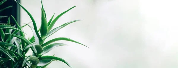 Banner de aloe tropical con espacio para copias. Plantas de aloe vera verde. Jardín de la granja de la naturaleza para el ingrediente cosmético. Medicina herbal para el tratamiento y cuidado de la piel — Foto de Stock