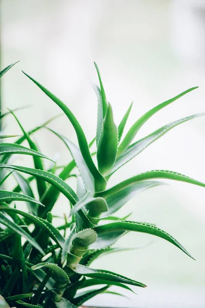 Plantas de aloe vera verde. Aloe tropical. Jardín de la granja de la naturaleza para el ingrediente cosmético. Medicina herbal para el tratamiento y cuidado de la piel — Foto de Stock