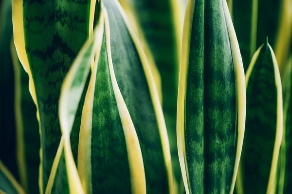 Green succulent plant. Macro of leaves of Sansevieria trifasciata, Snake Plant. Tropical background — Stock Photo, Image