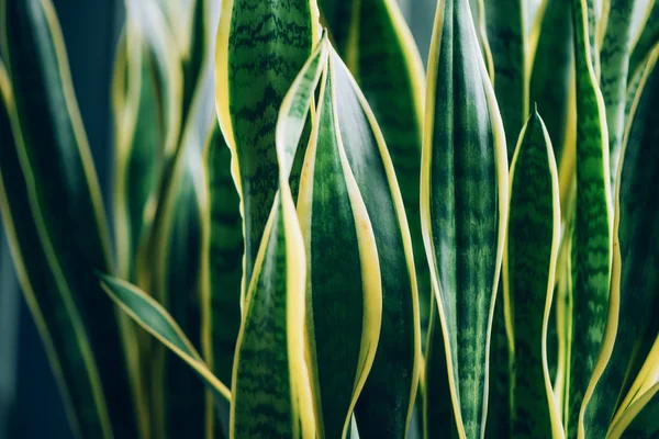 Zielona soczysta roślina. Makro liści Sansevieria trifasciata, Zakład Węża. Kontekst tropikalny — Zdjęcie stockowe