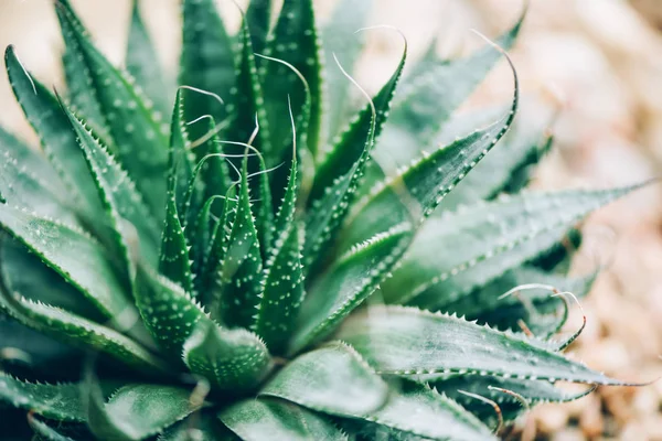 Tropische aloë banner met kopieerruimte. Groene aloë vera planten. Natuurboerderij tuin voor cosmetica ingrediënt. Kruidengeneesmiddelen voor huidbehandeling en verzorging — Stockfoto