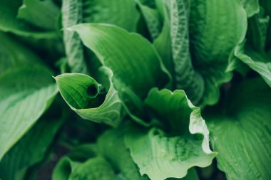 Yeşil yaprak dokusu. Tropik yaprak arka planı. Pankart. Üst görünüm