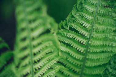 Yeşil eğrelti otu yaprakları. Doğal bitki örtüsü. Çiçek dokusu. Doğa konsepti.