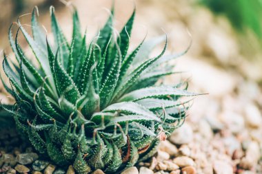 Yeşil aloe vera bitkileri. Tropikal aloe. Kozmetik malzemeleri için doğa bahçesi. Cilt tedavisi ve bakımı için bitkisel ilaçlar