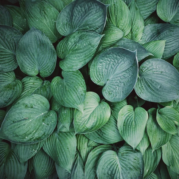 Färskt grönt lövverk. Lämnar bakgrunden. Grön dynamisk bakgrund för din design. Tropisk bladstruktur. — Stockfoto
