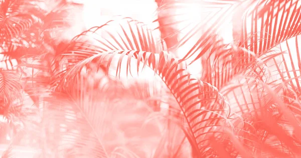 Foglie di palma tropicali con effetto sole perdite. Motivo floreale in colore corallo di tendenza sfondo. Banner, ricevi lo spazio. Palme esotiche bokeh, tonica. Concetto di estate, vacanza e viaggio — Foto Stock