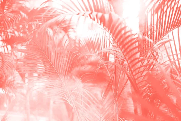 Пальмові дерева над небом. Концепція літа, відпустки та подорожей з копіювальним простором. Пальмові гілки з ефектом сонячного світла. Модний кольоровий фон коралів для дизайну. Тропічний вид на джунглі — стокове фото