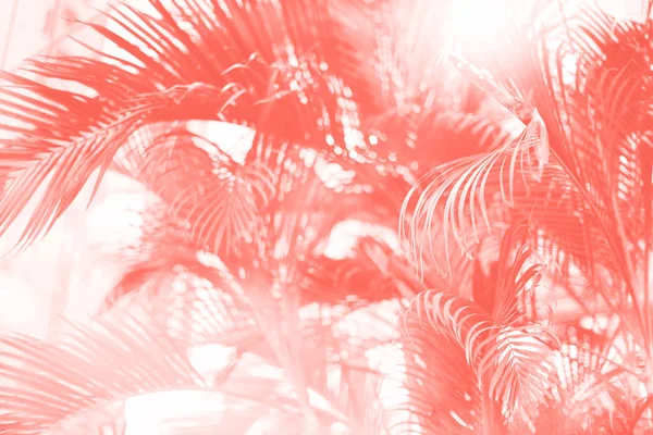 Pálmafák az ég felett. Nyári, üdülési és utazási koncepció fénymásoló felülettel. Napfényű pálmaágak. Trendi korall szín háttér design. Trópusi dzsungelkilátás — Stock Fotó