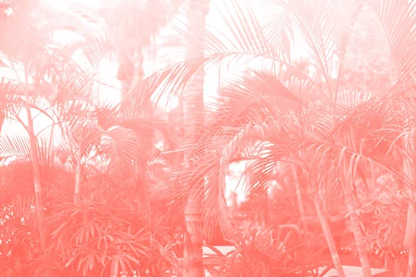 Foglie di palma tropicali con effetto sole perdite. Motivo floreale in colore corallo di tendenza sfondo. Banner, ricevi lo spazio. Palme esotiche bokeh, tonica. Concetto di estate, vacanza e viaggio — Foto Stock