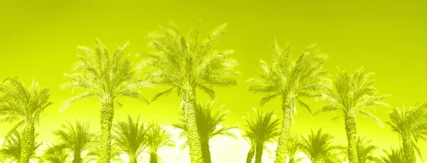 Trópusi pálmafák a trendi neonsárga ég felett. Nyári és utazási koncepció. Nyaralási háttér. Pálmafalevelek és ágak textúrája fénymásolási hellyel. Zászlós. — Stock Fotó