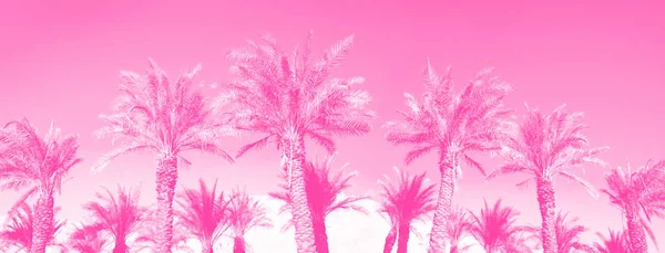 Тропические пальмы над модным неоновым розовым небом. Концепция лета и путешествий. Отдых. Текстура пальмовых листьев и ветвей с копировальным пространством. Баннер . — стоковое фото