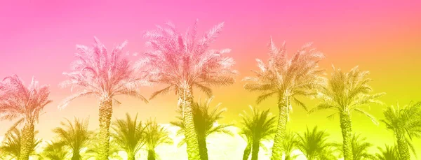 Palmeras tropicales sobre el moderno cielo rosa neón. Concepto de verano y viaje con gradiente de arco iris. Fondo de vacaciones. Hojas de palma y ramas textura con espacio de copia. Banner . — Foto de Stock