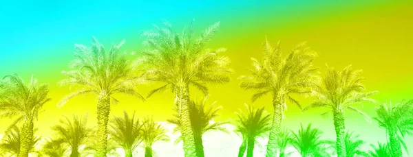 Tropische palmbomen boven trendy neon roze hemel. Zomer en reis concept met regenboog gradiënt. Vakantie achtergrond. Palmbladeren en takken textuur met kopieerruimte. Banner. — Stockfoto